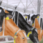 cowshed.png